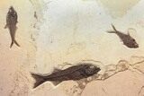 Wide Green River Fossil Fish Mural - Authentic Fossils #132127-1